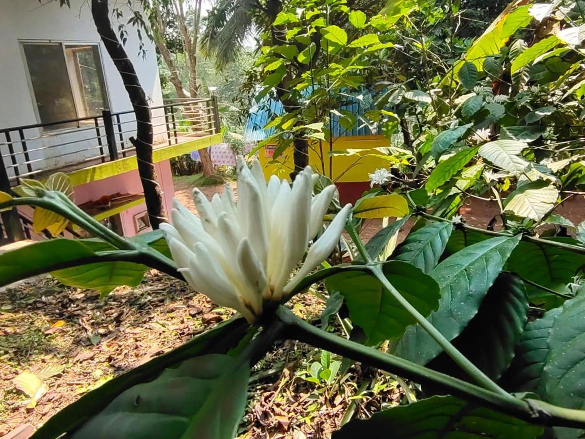 Green Land Estate Homestay 5 Rooms With Garden View Мадикери Экстерьер фото